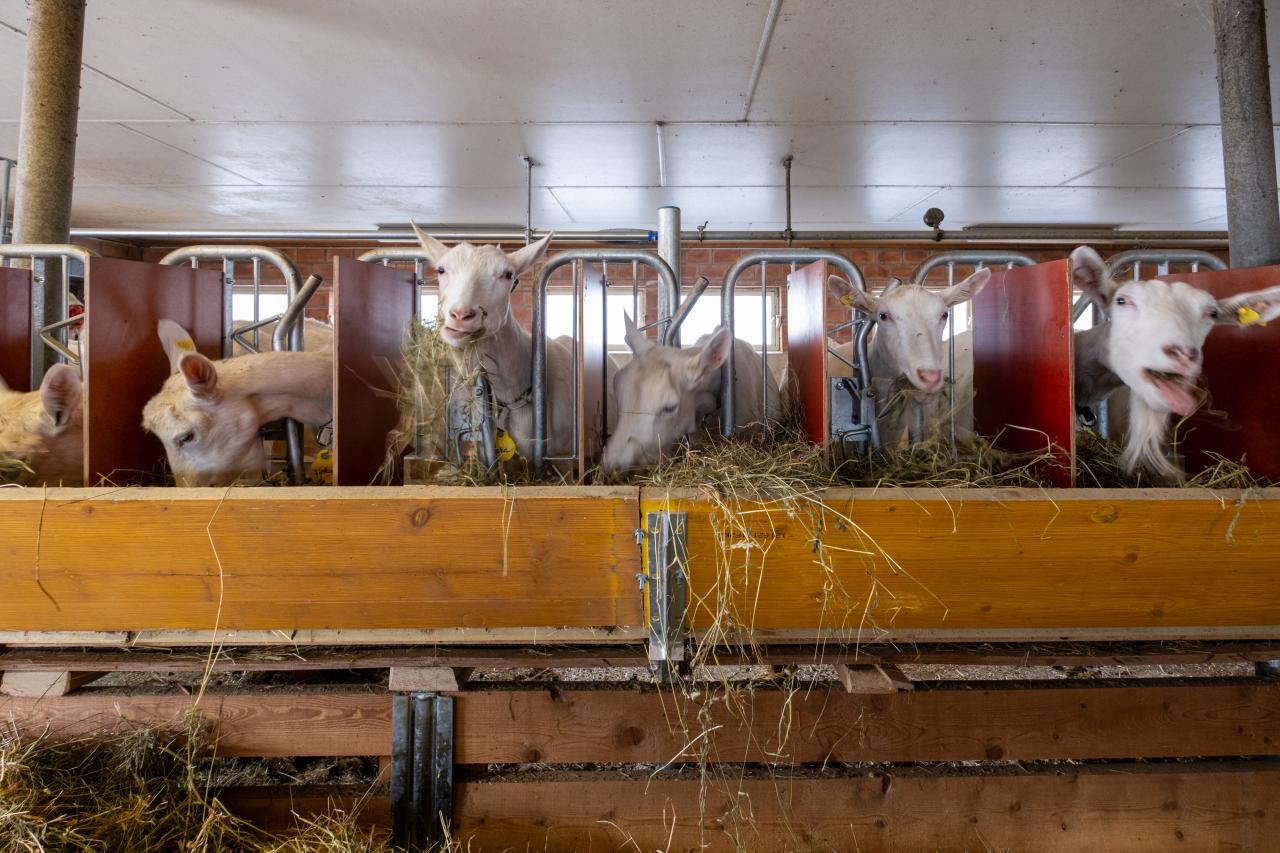 referenz-ziegenstall-hasliberg