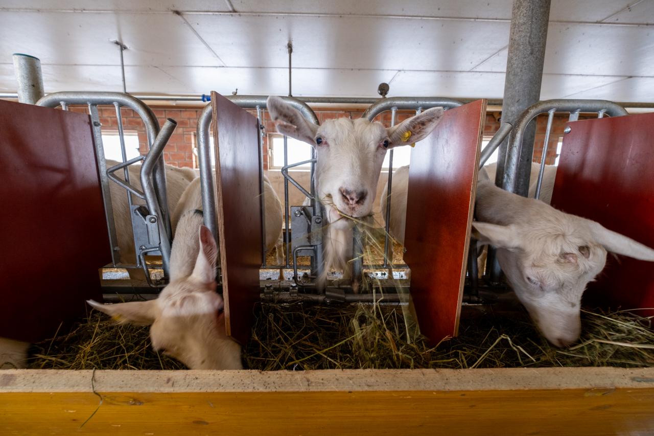 referenz-ziegenstall-hasliberg-4