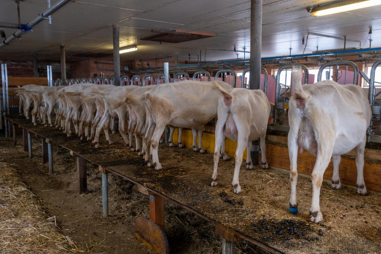 referenz-ziegenstall-hasliberg-3