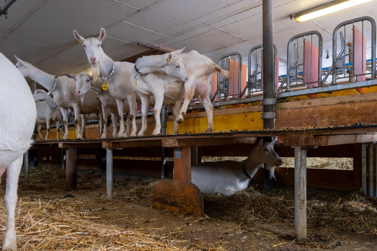 referenz-ziegenstall-hasliberg-5