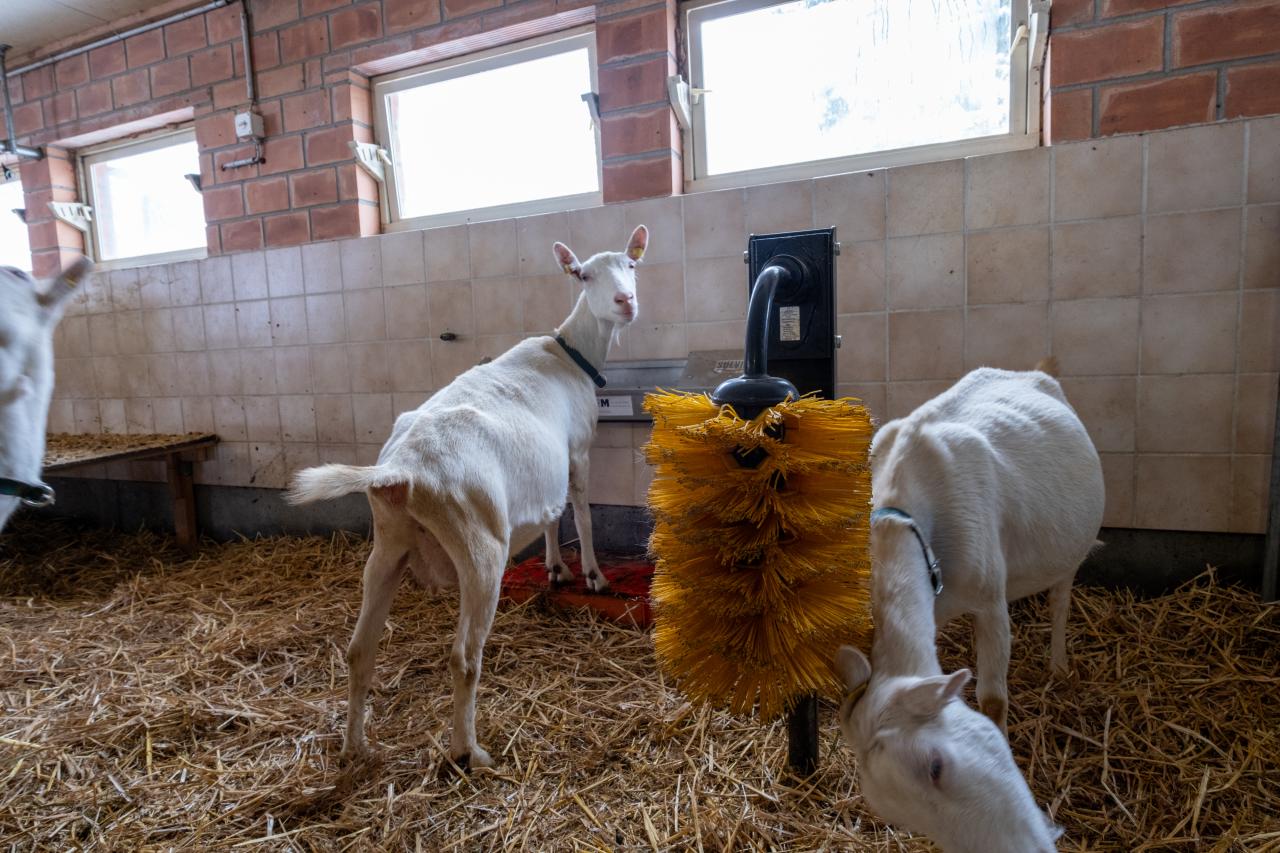 referenz-ziegenstall-hasliberg-6