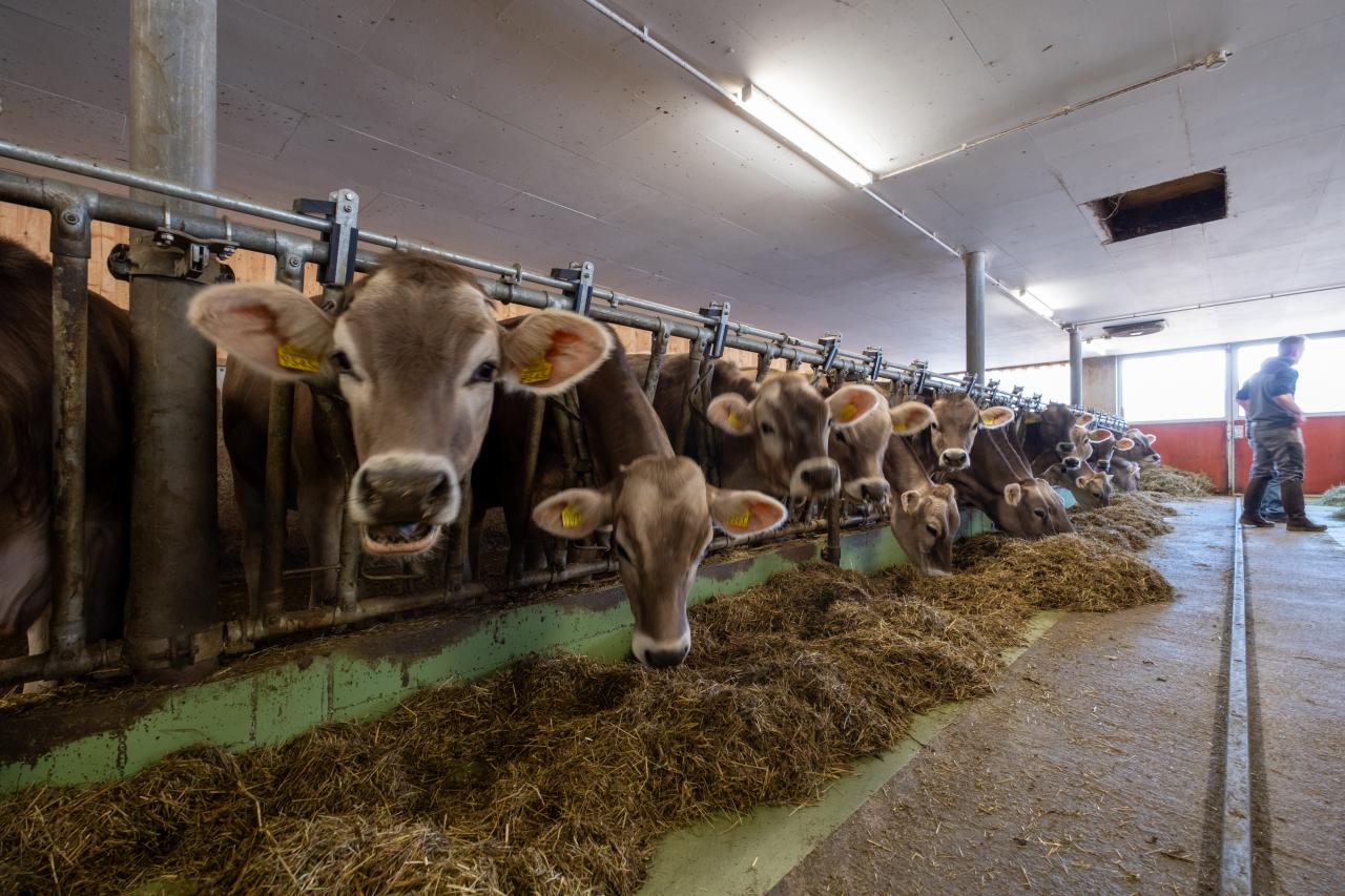 reto-luppi-referenz-bm-1