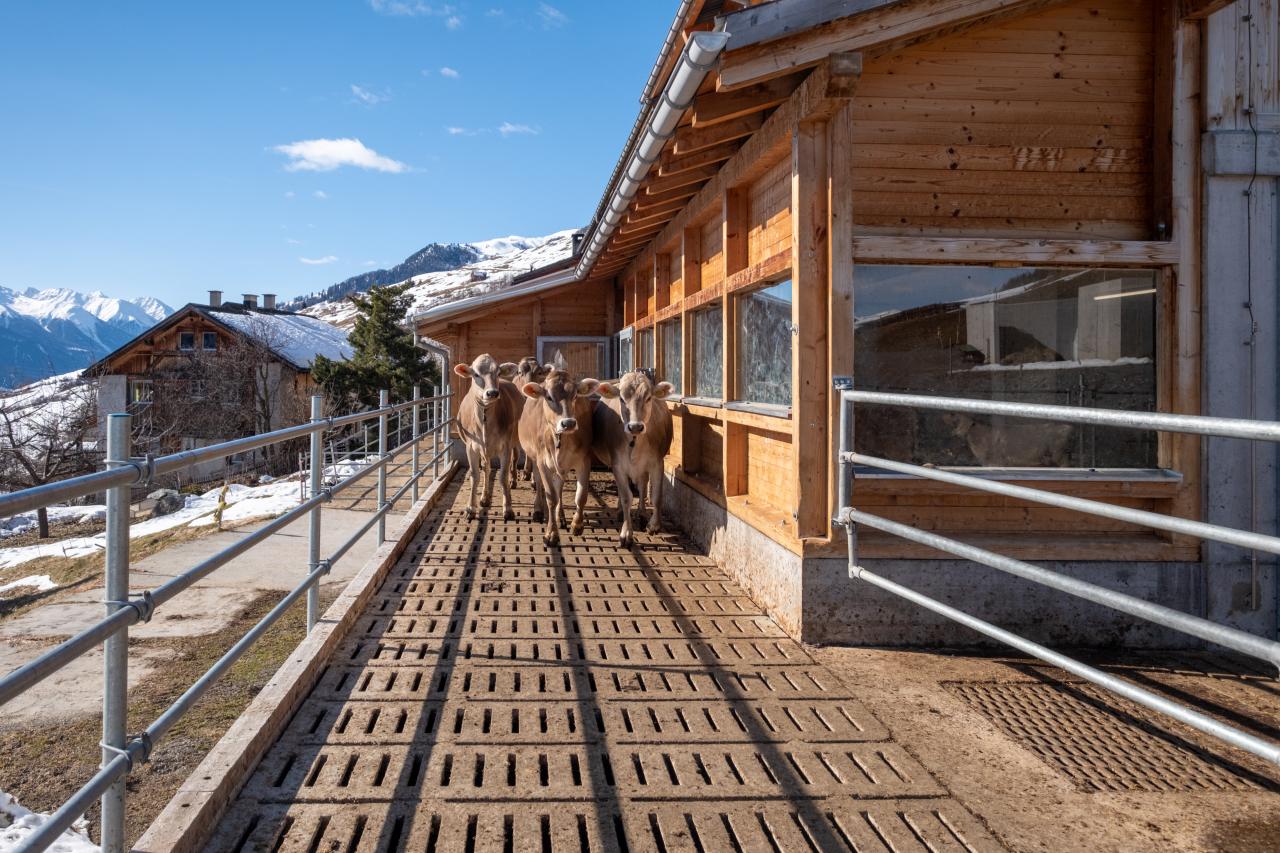 reto-luppi-referenz-bm-8