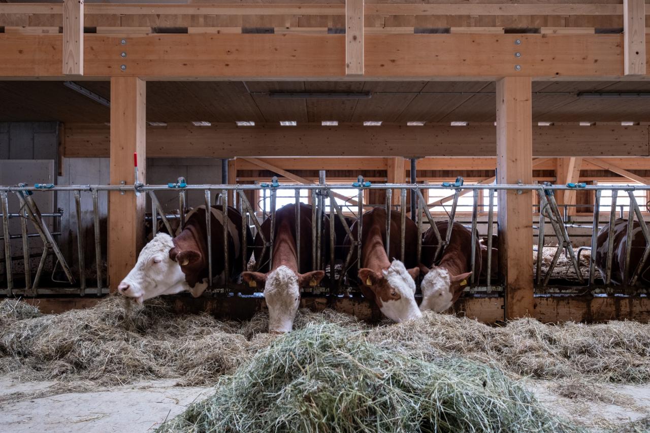 Vorbildlicher Stallneubau