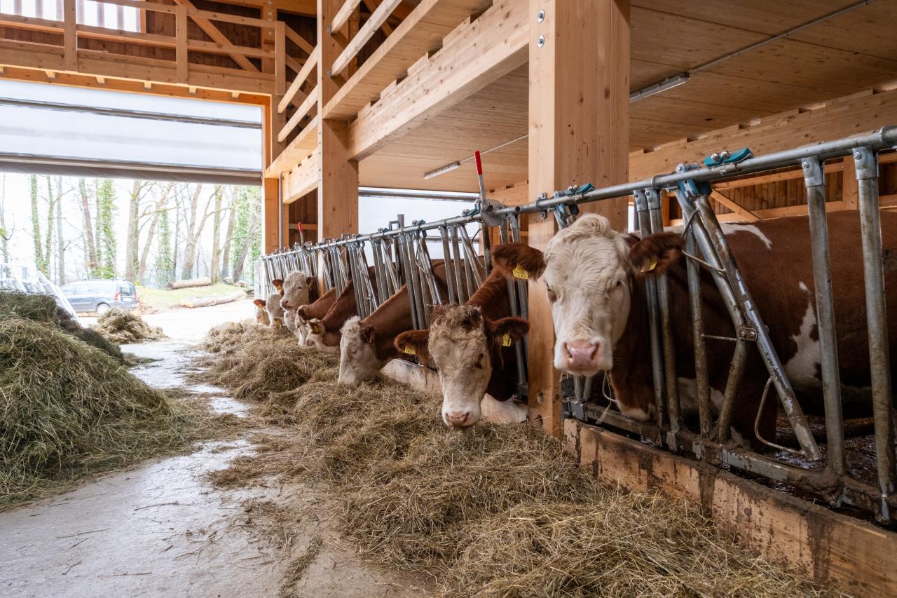 Vorbildlicher Stallneubau2