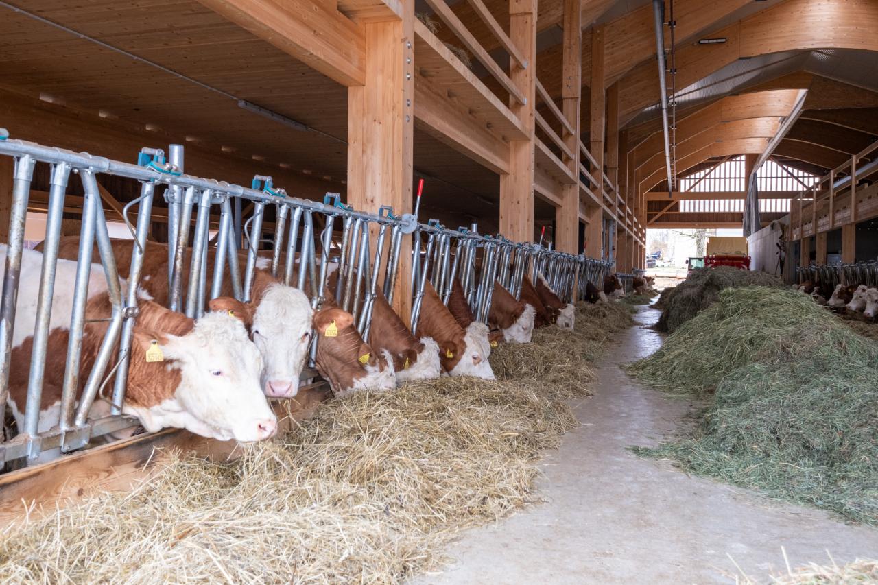 Vorbildlicher Stallneubau3