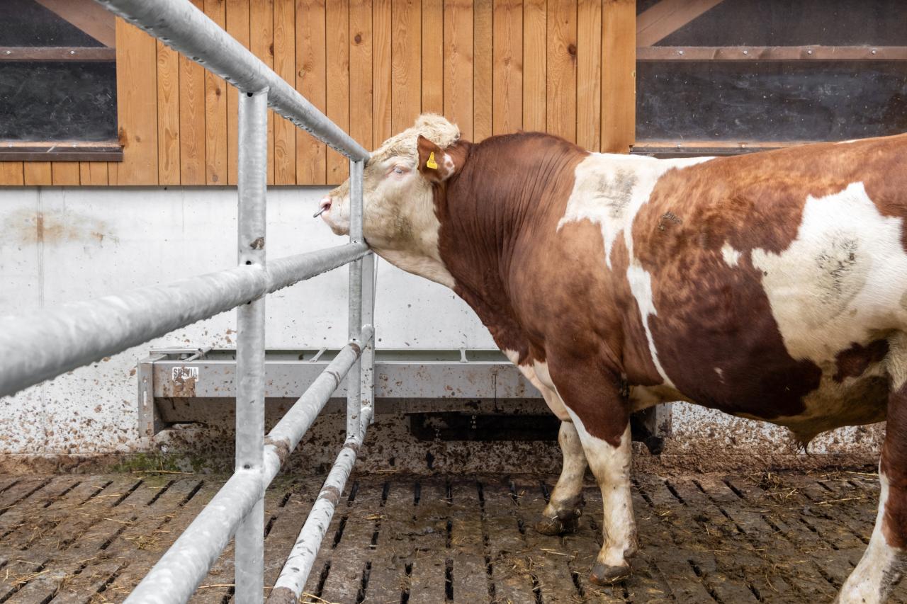 Vorbildlicher Stallneubau6