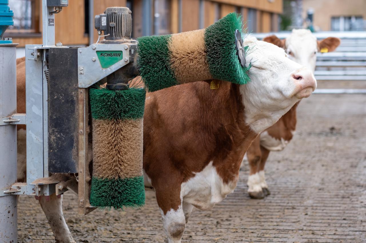 Vorbildlicher Stallneubau8