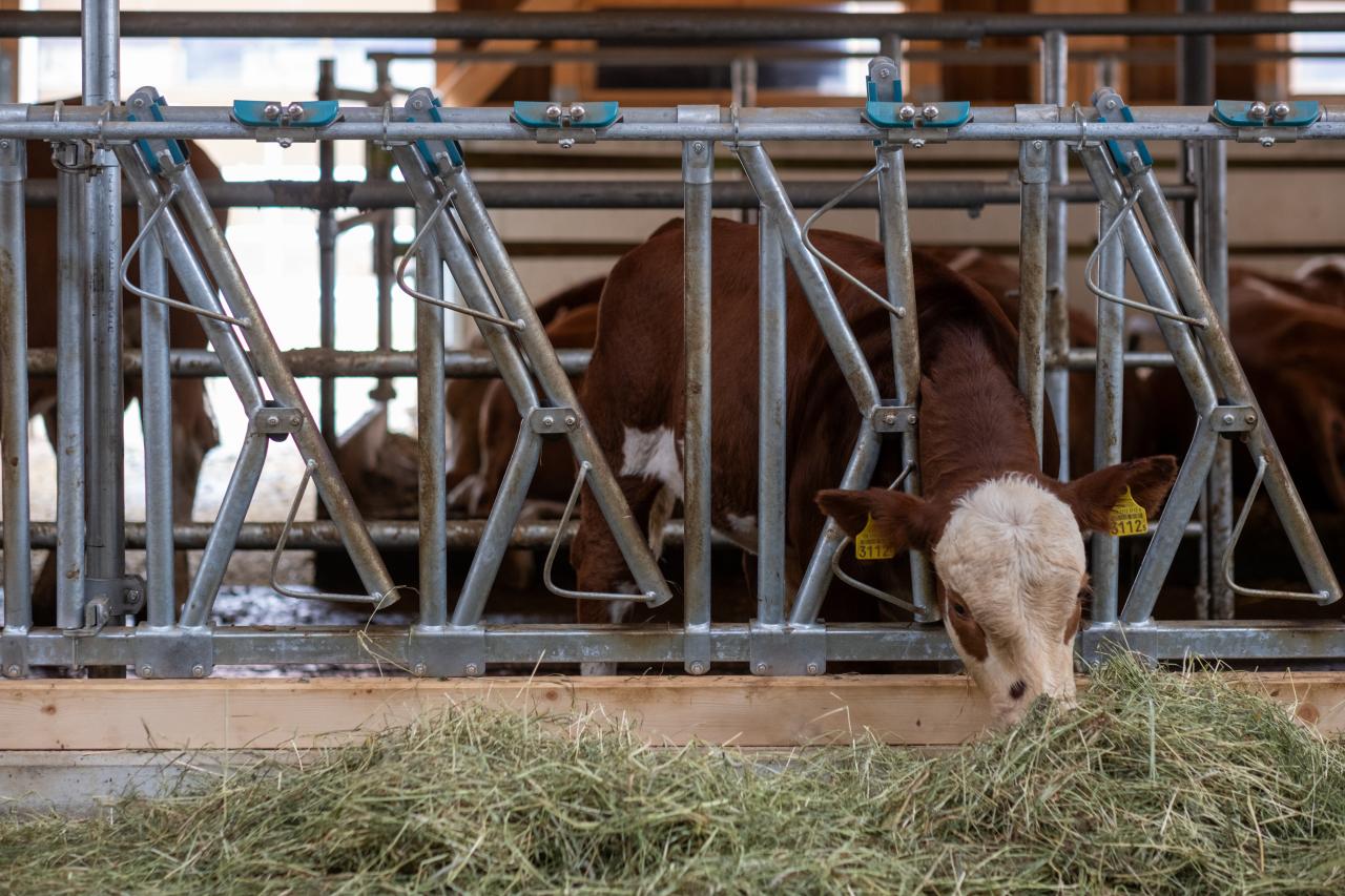Vorbildlicher Stallneubau10