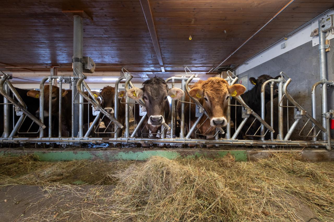 17998 Benjamin Prevost_Fressgitter_Kühe (2).jpg