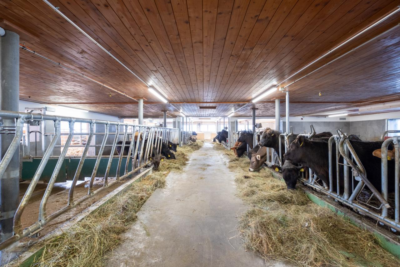 17998 Benjamin Prevost_Fressgitter_Kühe.jpg