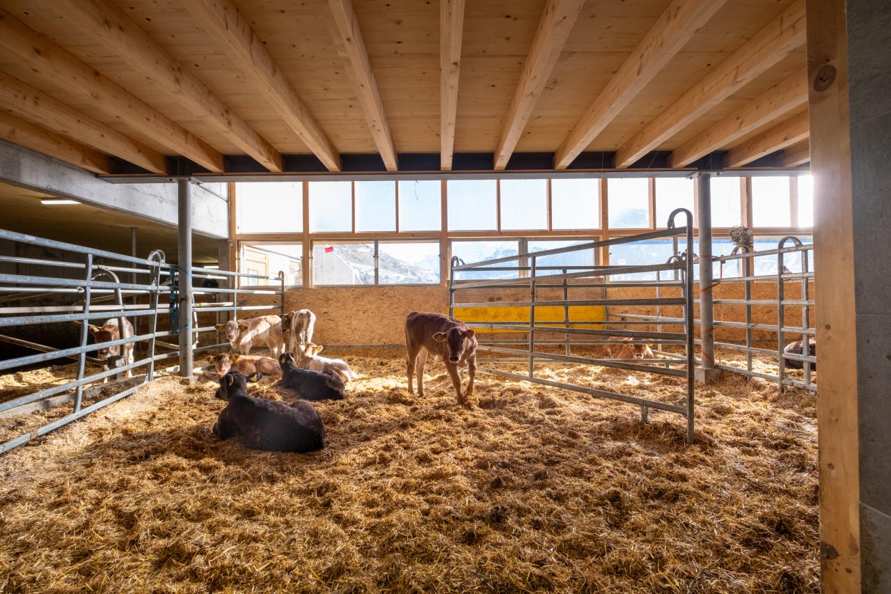 17998 Benjamin Prevost_Kälber_Sonnig_Einstreu.jpg