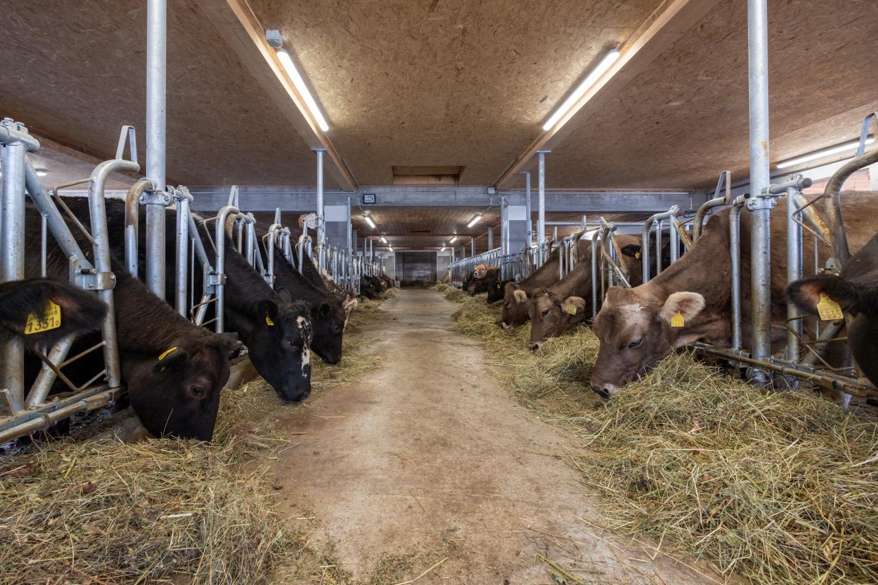 17998 Benjamin Prevost_Kühe_Fressgitter.jpg