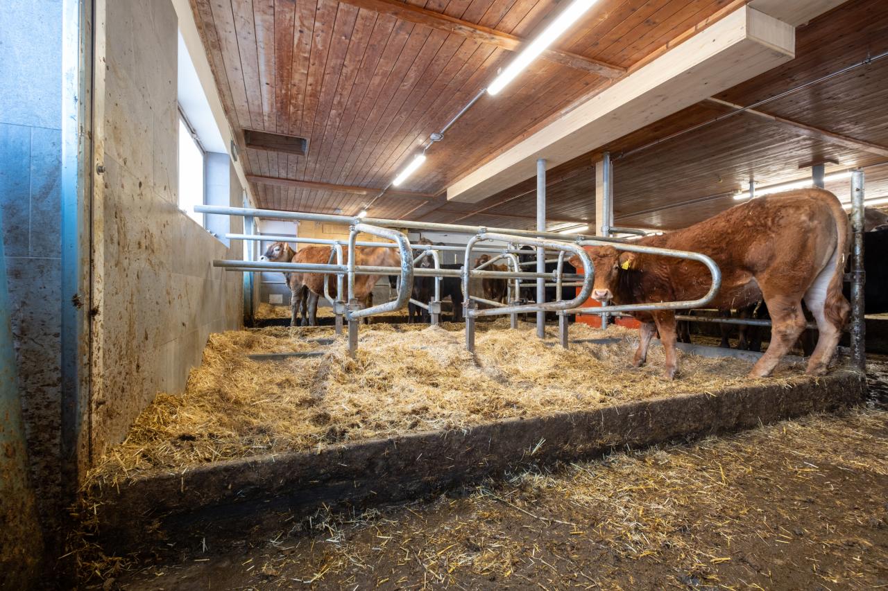 17998 Benjamin Prevost_Kühe_Liegeboxen_Einstreu.jpg