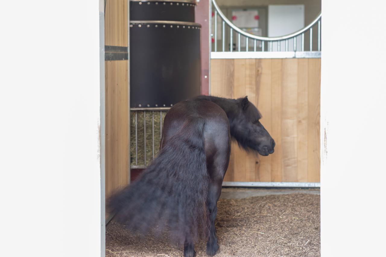 67812-christoph-steiner-pferdestall-pony