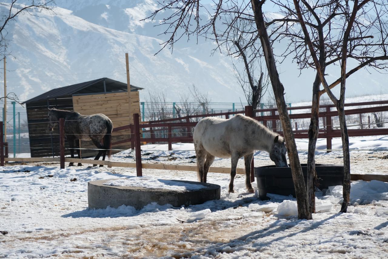 checkliste-wintervorbereitungen-schnee-pferde