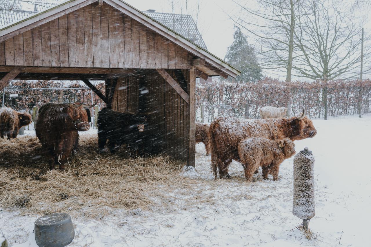 checkliste-wintervorbereitungen-schnee-schotten