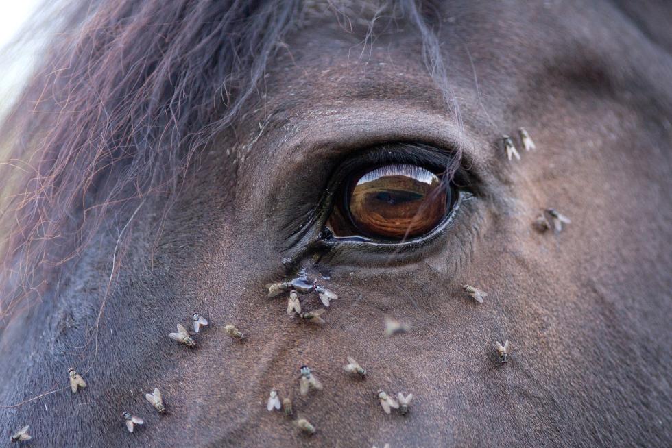 fliegen rund um ein Auge eines Pferdes