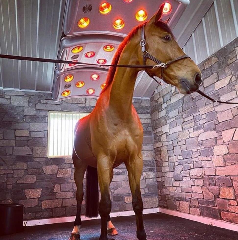 Ein Pferdesolarium, zweifarbig, grüner und grauer Kunststoff, leicht gewölbt und gebogen, mit roten und andersfarbigen Lampen, sowie Ventilatoren auf der Unterseite, aufgehängt in Stallgang, roter Boden, rechts und links Pferdeboxen, auf jeder Seite schaut jeweils ein schwarzes Pferd in den Gang hinaus