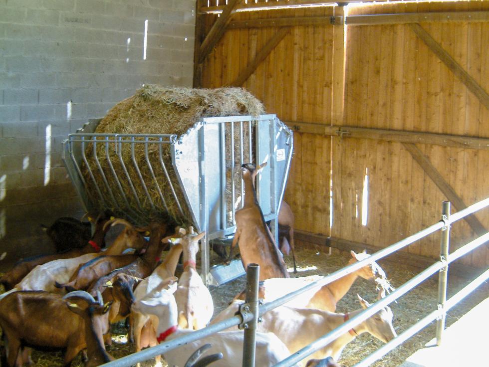 Ein Behandlungs- und Einfangstandstand mit Liegegitter und Schwenkachse, vorne zwei feste schwarze Räder, auf der Hinterseite ein schwarzes Brett, Schaf eingespannt umgedreht, wessen Klauen von einer Person geschnitten werden