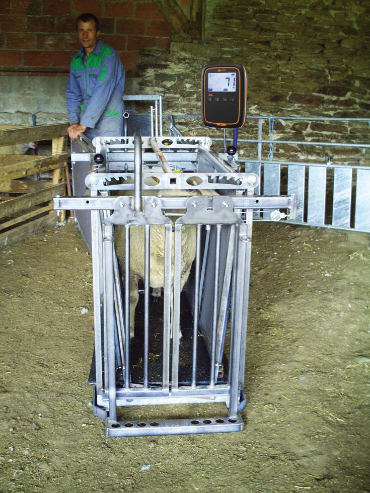 Ein Behandlungs- und Einfangstandstand mit Liegegitter und Schwenkachse, vorne zwei feste schwarze Räder, auf der Hinterseite ein schwarzes Brett, Schaf eingespannt umgedreht, wessen Klauen von einer Person geschnitten werden