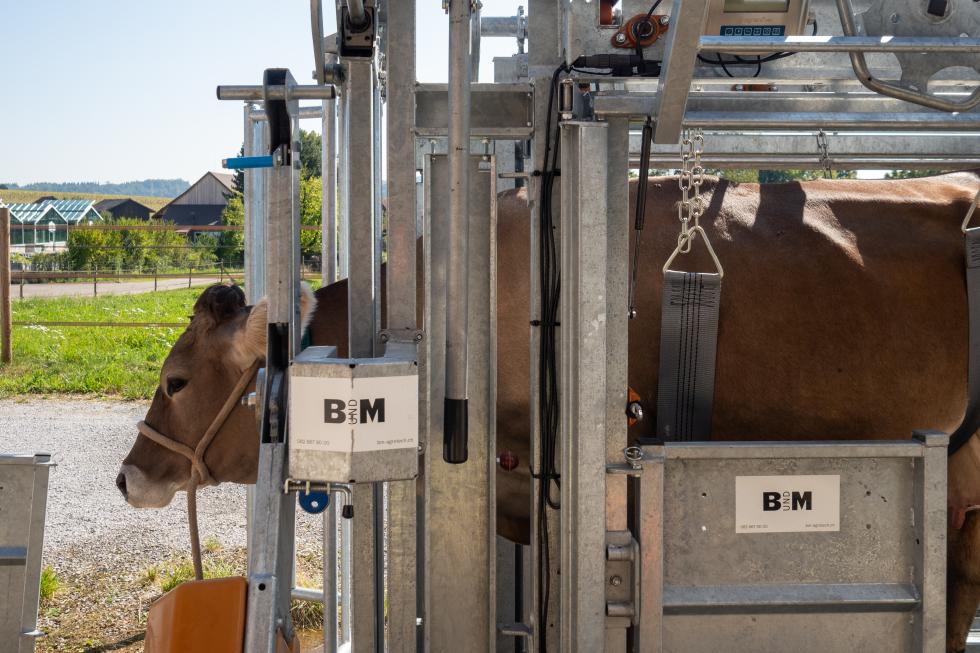 Ein Behandlungs- und Einfangstandstand mit Liegegitter und Schwenkachse, vorne zwei feste schwarze Räder, auf der Hinterseite ein schwarzes Brett, Schaf eingespannt umgedreht, wessen Klauen von einer Person geschnitten werden