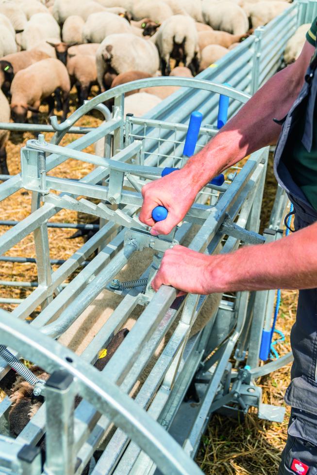 Ein Behandlungs- und Einfangstandstand mit Liegegitter und Schwenkachse, vorne zwei feste schwarze Räder, auf der Hinterseite ein schwarzes Brett, Schaf eingespannt umgedreht, wessen Klauen von einer Person geschnitten werden
