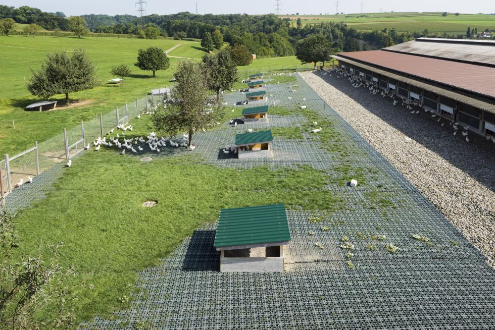 Ein grünes Ecoraster mit Kreuzen abgedeckten Löchern und Zäpfchen an zwei Enden, verbunden in einem Aussengehege eines Hühnerstalls ausgelegt und teilweise bewachsen