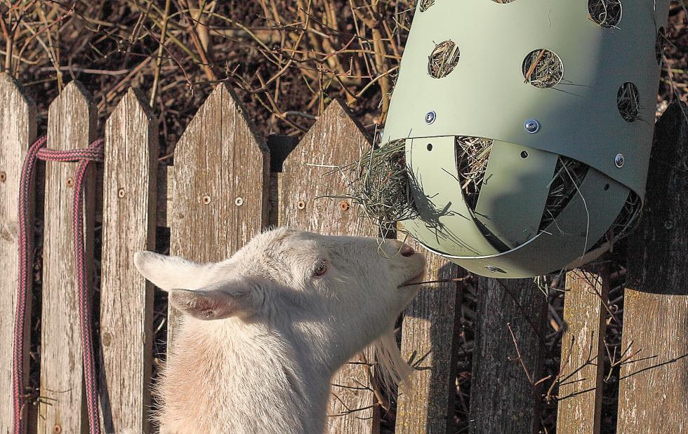 Ein braunes Heu Toy, bestehend aus einem braunen Zylinder mit faustgrossen runden Löchern in der unteren Hälfte, aufgehängt an vier grauen Seilen zusammengeführt an einem Karabinerhakenunterer Deckel besteht aus schwarzen Kunststoffstreifen, zu einer Halbkugel geformt, zwei Stück aufgehängt in zwei nebeneinander liegenden Pferdeaussenboxen, jeweils gefüllt mit Heu und mit jeweils einem braunen Pferd, welches davon frisst