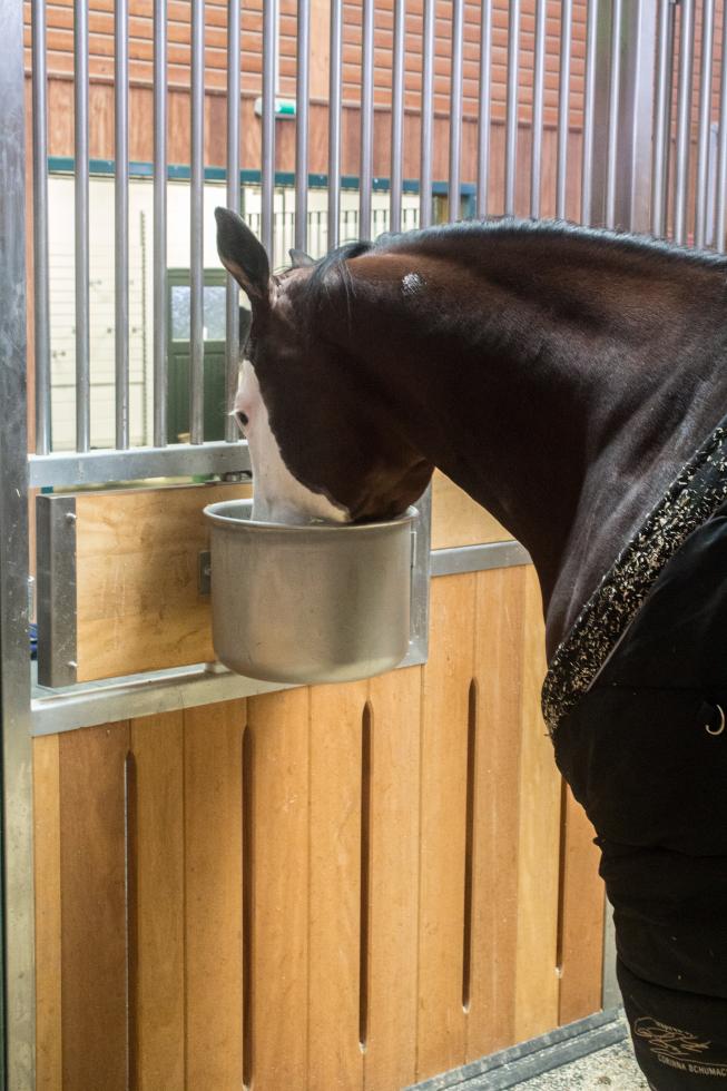 Ein metallener, eimerförmiger Futtertrog, metallic, mit leicht nach aussen gebogener Kante und einer Aufhängung, bestehend aus zwei doppelt gewinkelten Flacheisen und zwei senkrecht daran befestigten Metallstiften, eingehängt an einer hölzernen Boxenwand, ein schwarzes Pferd frisst daraus