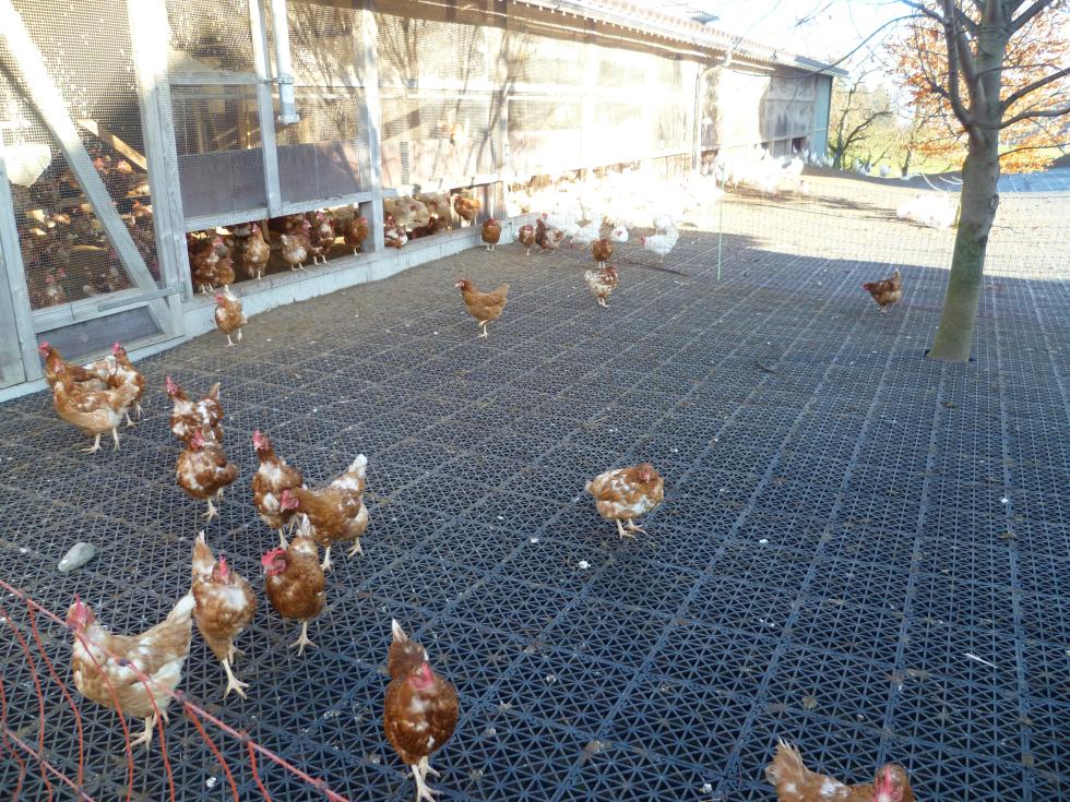 Ein grünes Ecoraster mit Kreuzen abgedeckten Löchern und Zäpfchen an zwei Enden, verbunden in einem Aussengehege eines Hühnerstalls ausgelegt und teilweise bewachsen