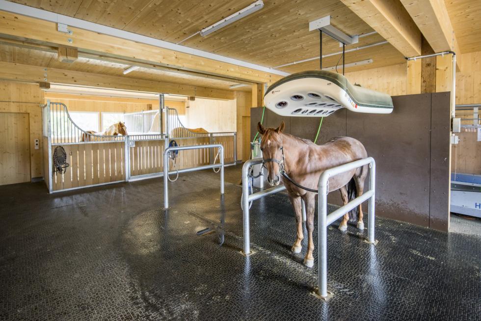 Ein Pferdesolarium, zweifarbig, grüner und grauer Kunststoff, leicht gewölbt und gebogen, mit roten und andersfarbigen Lampen, sowie Ventilatoren auf der Unterseite, aufgehängt in Stallgang, roter Boden, rechts und links Pferdeboxen, auf jeder Seite schaut jeweils ein schwarzes Pferd in den Gang hinaus