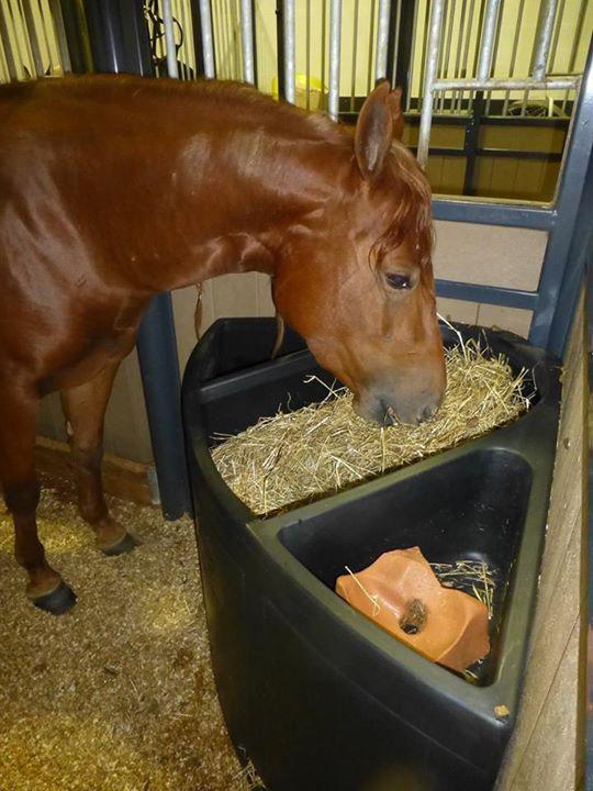 Ein Ecktrog aus schwarzem Kunststoff mit abgerundeter Vorderseite und dreiteiligem Innenbereich, die äusseren Kompartimente sind Dreieckig, das innere hat die Form eines abgerundeten Vierecks, montiert in einer Ecke, gefüllt mit etwas orangem im rechten Kompartiment und Heu im Mittleren, ein braunes Pferd frisst daraus